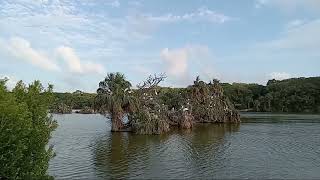 Острова с птицами на озере с крокодилами