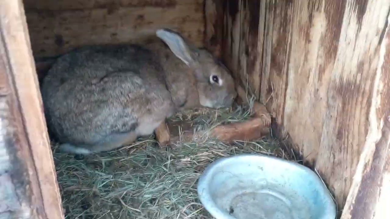 Ура у нас новини ночка окролилася🐇🐰. Показую всіх 😄