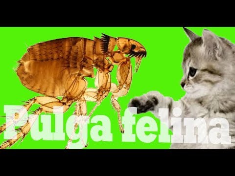 Vídeo: La Epidemiología De Rickettsia Felis Infectando Pulgas De Animales De Compañía En El Este De Australia