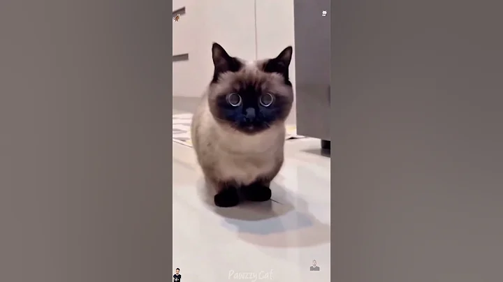 Watch the video about 😹 Funniest Cat Moments Ever! | Cute & Hilarious Cat Reactions 🐱 #catlovers #catvideos #funnycats