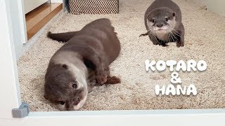 カワウソコタローとハナ　まったりしすぎな２人の朝　Otter Kotaro&Hana A Certain Morning