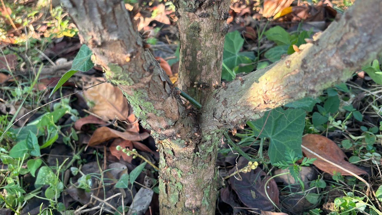 มาชม ต้นมะไฟหวานเริ่มออกดอกแล้ว