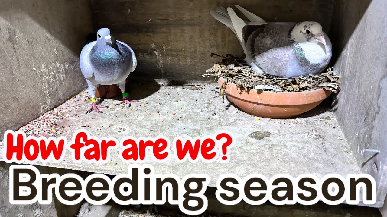 ⏳ Breeding Season 2026: How Far Are We REALLY? | Racing Pigeons