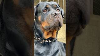 Run 😱😮🐕‍🦺 #rottweiler
