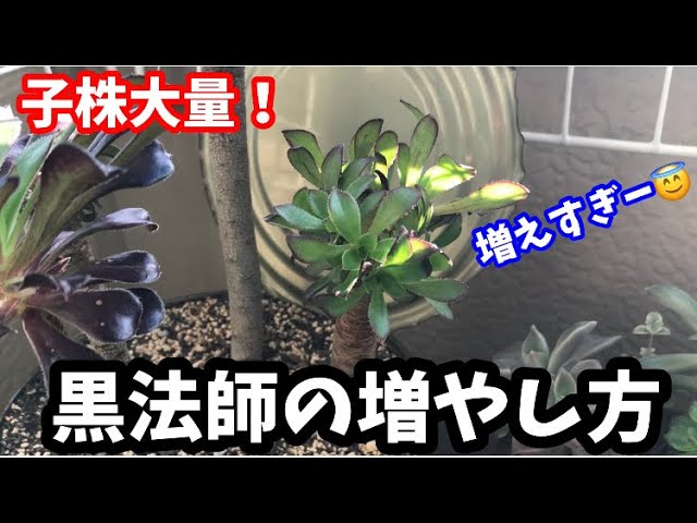 多肉植物 黒法師の増やし方 Youtube