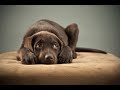 How to Potty Train A Lab Puppy How to Potty Train A Lab Puppy