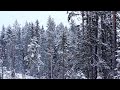 Snow is falling softly on a spruce forest in early winter - nature relaxation with natural sound