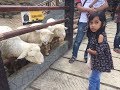 Little Zoo Cimory Valley  | Keseruan Lihat Binatang Lucu dan Ngasih Makan