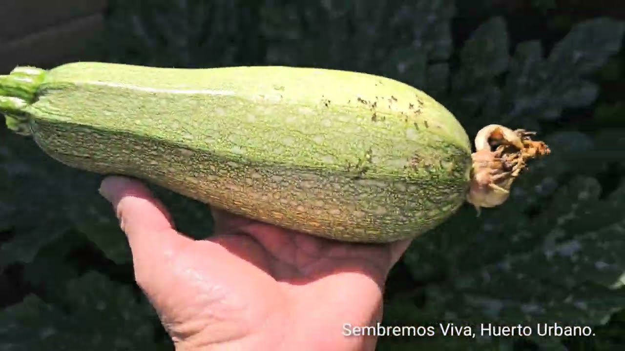 Cosechando Calabacita y Ejote, en Zacatecas, en México.