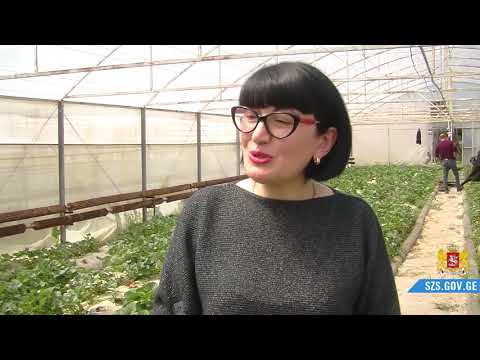 დავით ვერავა სასოფლო-სამეურნეო სამუშაოებს გაეცნო