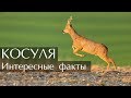 Интересные факты о Косуле