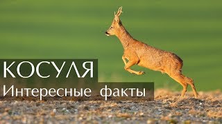 Интересные факты о Косуле