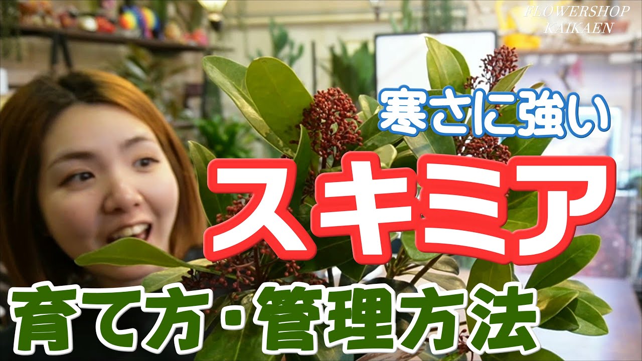 スキミア　ミヤマシキミ　寒さに強い　育て方　管理方法　夏越しの仕方　切り花としても楽しめる　社長おすすめ植物【おうちでガーデニング】開花園チャンネル