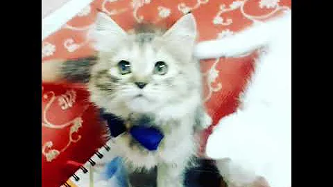 Video 5571151: persian kitten training, persian kitten doll face, pure persian kitten, best persian, kitten litter training