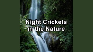 Download Lagu Calming Crickets in the Forest to have a relaxing time