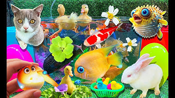 Tổng Hợp Bắt Con Cá Mập Cùng Thỏ Vlog, Thấy Nhưng Con Cua Bò, Con Vịt Câu