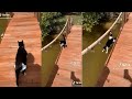 Cat falls into the water (hilarious)