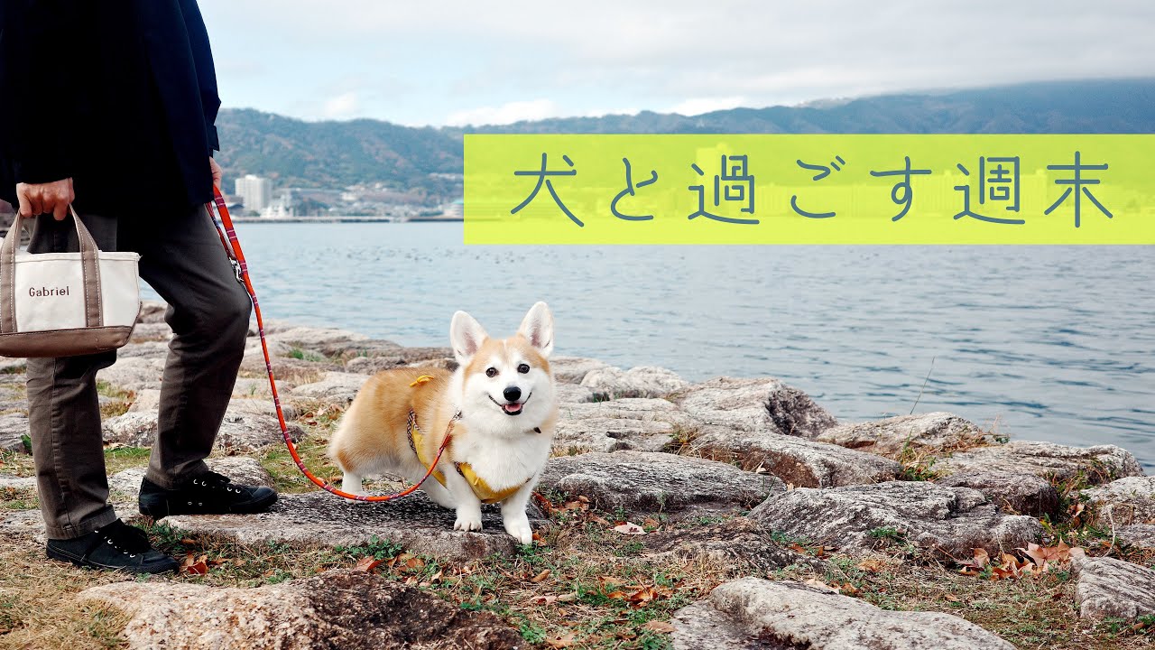 【犬との暮らし】びわこ散歩と大阪カフェでのんびりな週末｜ベストバイ2025