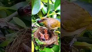 mother bird feeding babies in the nest #bird #birdfeeding #motherbird #nature #wildlife