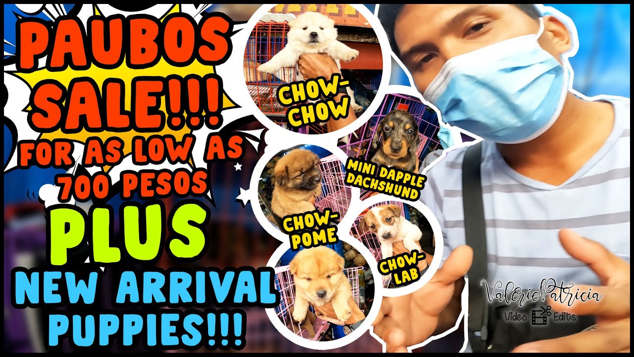 ARRANQUE BAGSAK PRESYONG PUPPIES PLUS NEW ARRIVAL PUPPIES