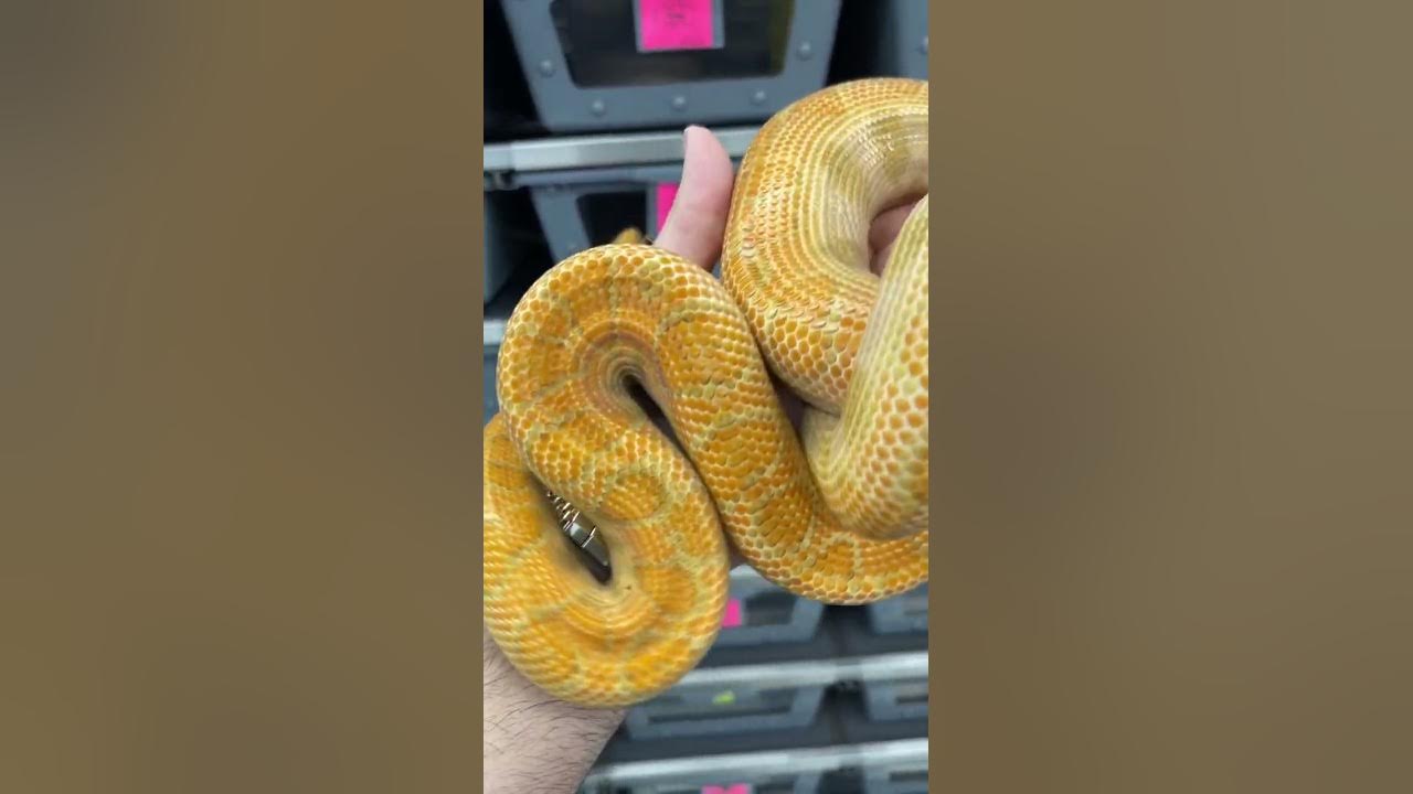 T+ albino Brazilian rainbow boa - The Reptile Report