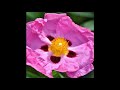 02 Eine Kleine Nachtmusik K 525 Arr For Organ I Allegro 720p 30fps H264 192kbit AAC 