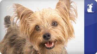 Doglopedia  Yorkshire Terrier