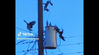 Commentary On A Bird Vs Electricity