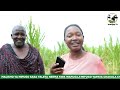 NAMNA MALISHO YA MIFUGO YANAVYOWEZA LETA NEEMA KWA WAFUGAJI NAMNA MALISHO YA MIFUGO YANAVYOWEZA LETA NEEMA KWA WAFUGAJI