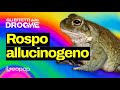 Leccare rospi allucinogeni: gli effetti della 5-MeO-DMT sul cervello - lo spieghiamo con @kodami