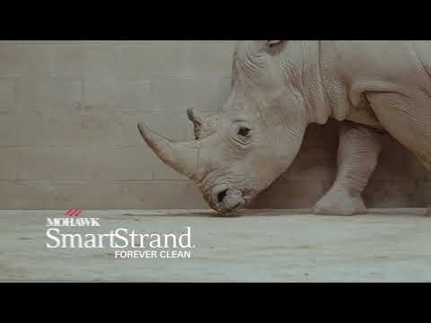 SmartStrand Carpet Gets the Ultimate Durability Test: A Rhino