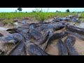 best unique fishing - catch a lots of catfish in mud little water by hand a fisherman, top fishing