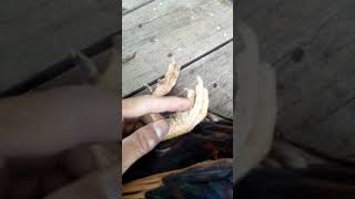 Como Sacar Callos De Los Gallos 