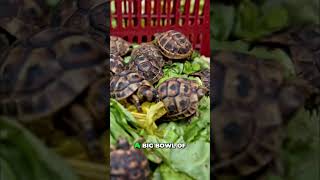 Why Microgreens Are a Superfood for Reptiles 🦎🌱