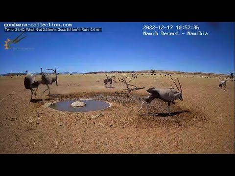 Video: Desert Gemsbok վարունգ - Ինչ են Gemsbok վարունգները և որտեղ են նրանք աճում