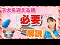 子犬を迎える時に必要なグッズをドッグトレーナーが解説＆ご紹介　犬用品編【保存版】
