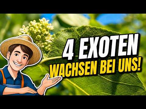 Exoten im Garten: Maulbeere, Kaki, Indianerbanane & Feigen