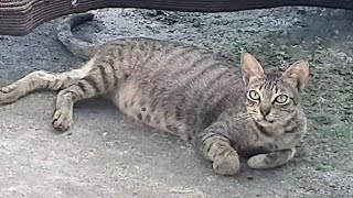 A cute pregnant cat with smiley face visit our balcony and having a great time