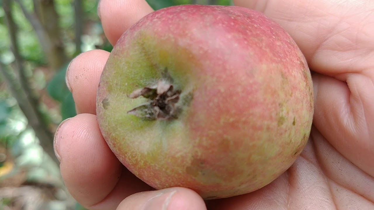 Como e maravilhoso colher  tudo fresquinho na roça obrigado meu Deus