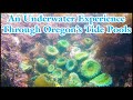 An Underwater Experience Through Oregon’s Tide Pools