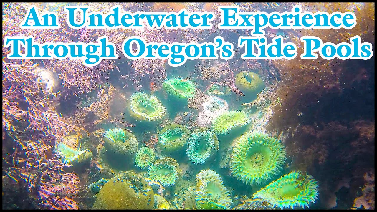 tidal pools oregon coast tidal pools oregon coast