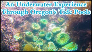 An Underwater Experience Through Oregon’s Tide Pools