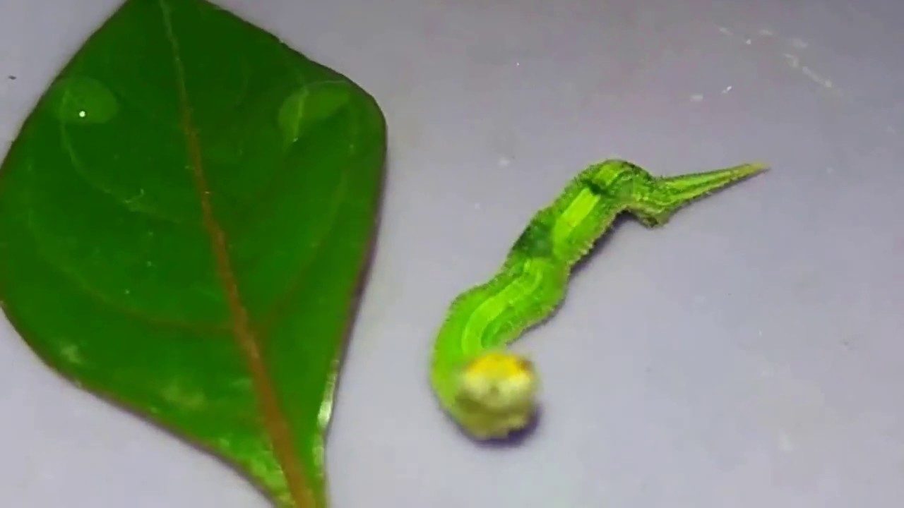 Oruga cabeza de dragon