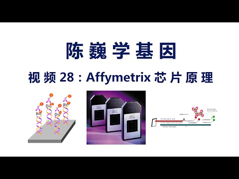 【陈巍学基因】视频28：Affymetrix芯片原理