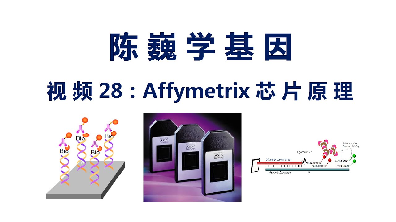 【陈巍学基因】视频28：Affymetrix芯片原理