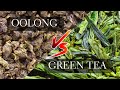 Oolong vs green tea  comparing green tea vs oolong taste and production
