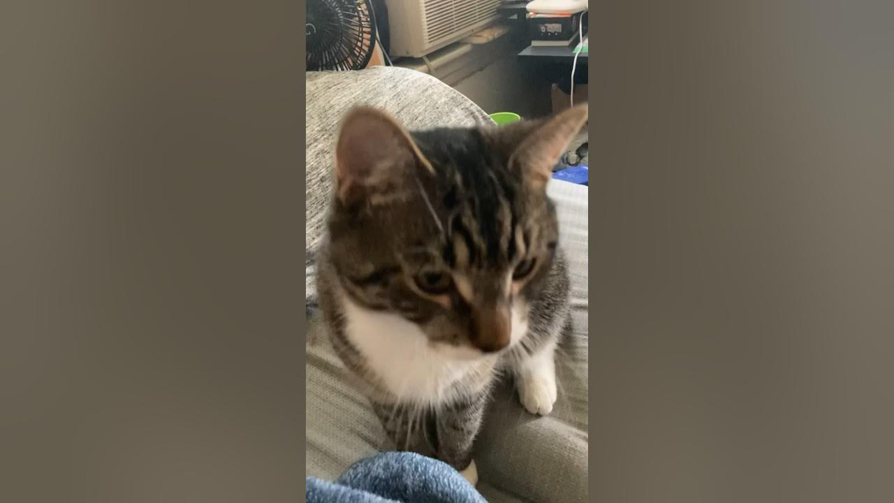 Snuggly cat🥰 YouTube