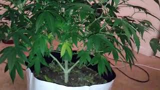 Veg and ReVeg update