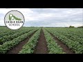 Edible Bean School: Weed control strategies for top yields