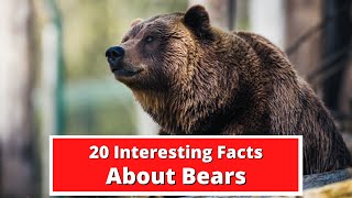 20 Interesting Facts About Bears | Global Facts